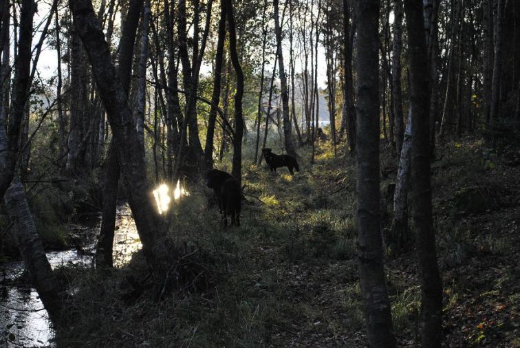 Bäcken orvar och hector
