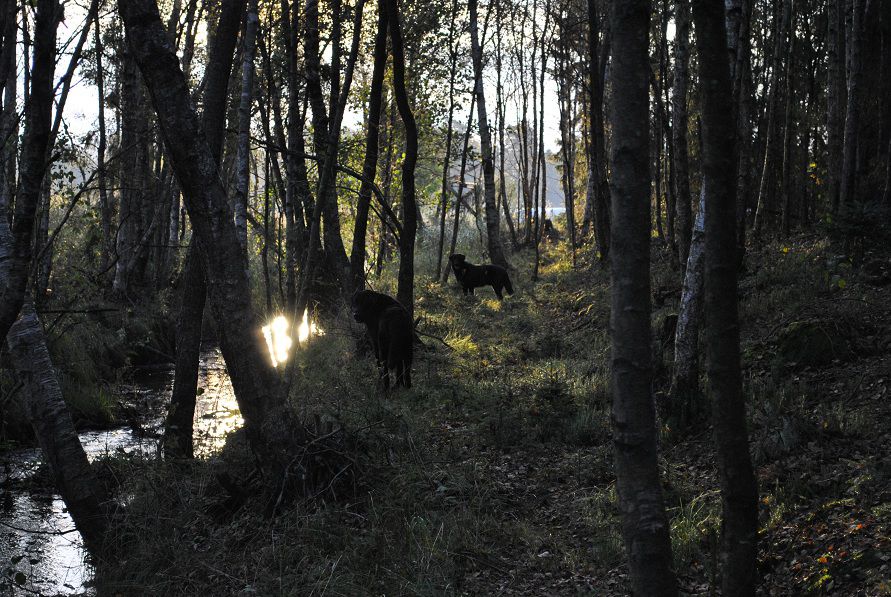 Bäcken orvar och hector