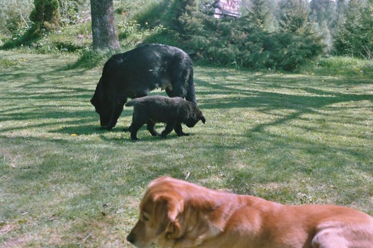 Image017_18