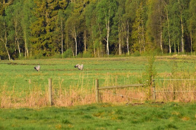 DSC_0033 (2)