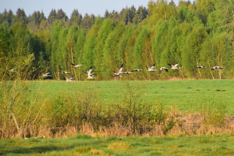 DSC_0038 (1)