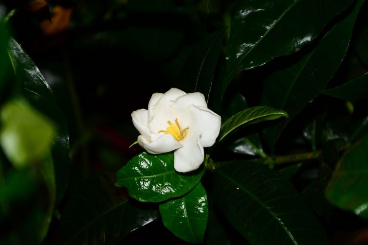 DSC_9676