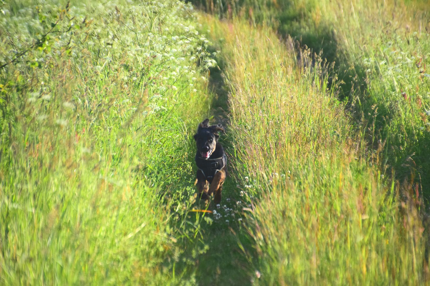 Malkolm then decided he wanted to walk with me and Alma.